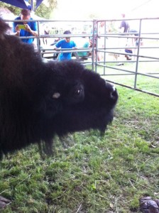 Ruthie, the bison, we decided wouldn't be able to play… can you imagine boxloading for her?